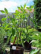 Cayenne Joe's Long