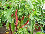 Cayenne Joe's Long