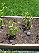 Cayenne Joe's Long