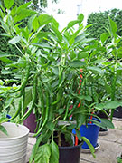 Cayenne Joe's Long