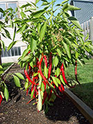 Cayenne Joe's Long