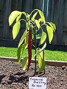 Cayenne Joe's Long