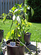 Cayenne Joe's Long
