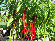 Cayenne Joe's Long