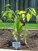 Cayenne Joe's Long