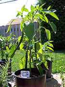 Cayenne Joe's Long