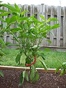 Cayenne Joe's Long
