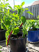 Cayenne Joe's Long