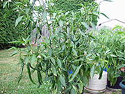 Kung Pao Hybrid