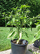 Kung Pao Hybrid