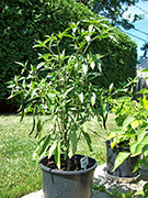 Kung Pao Hybrid