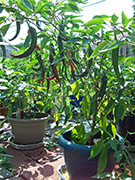 Kung Pao Hybrid