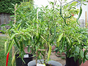 Kung Pao Hybrid