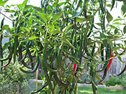 Kung Pao Hybrid