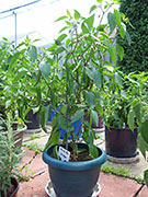 Kung Pao Hybrid