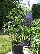 Kung Pao Hybrid