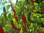 Kung Pao Hybrid