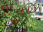 Kung Pao Hybrid