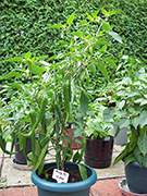 Kung Pao Hybrid
