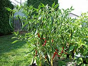 Kung Pao Hybrid