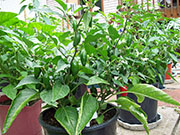 Jalapeño Milta