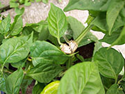 Trinidad Perfume