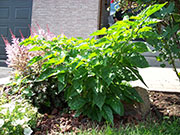 Trinidad Perfume