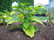 Trinidad Perfume