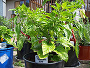Trinidad Perfume