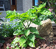 Trinidad Perfume