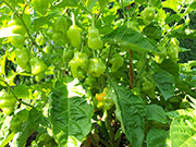 Trinidad Perfume