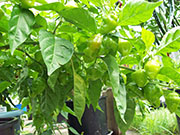 Trinidad Perfume