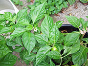 Trinidad Perfume