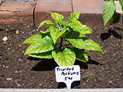 Trinidad Perfume