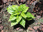 Trinidad Perfume