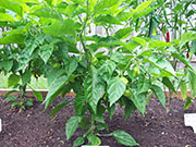 Trinidad Perfume