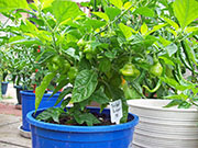 Trinidad Perfume