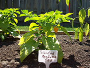 Trinidad Perfume
