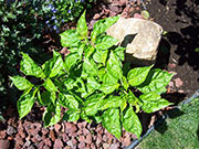 Trinidad Perfume