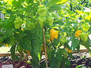 Trinidad Perfume