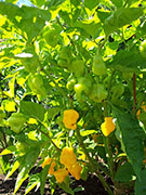 Trinidad Perfume