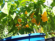 Trinidad Perfume