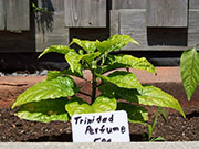 Trinidad Perfume