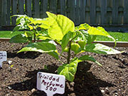 Trinidad Perfume
