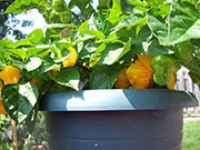Trinidad Perfume