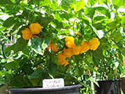 Trinidad Perfume