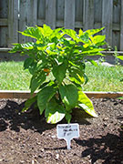Trinidad Perfume