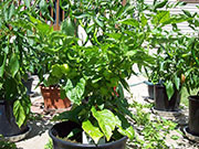 Trinidad Perfume