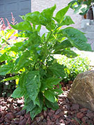 Trinidad Perfume
