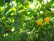 Trinidad Perfume